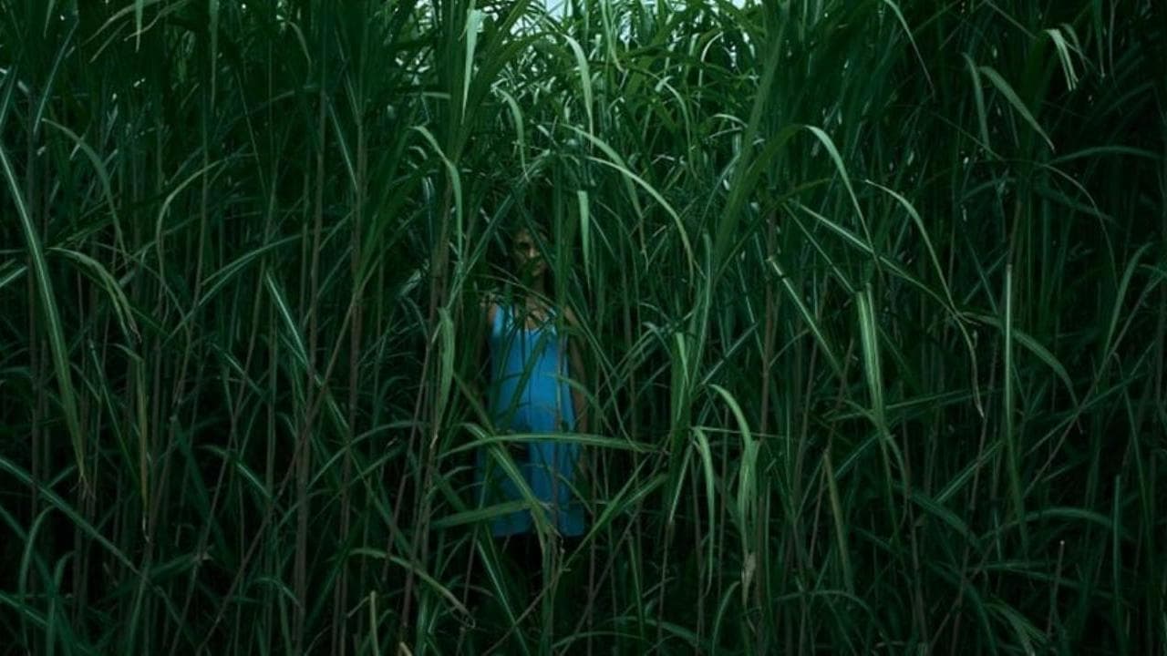 Imágenes de la película "In the Tall Grass"